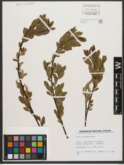 Foto von Salix waldsteiniana Willd.